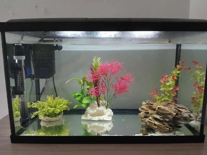 fish tank