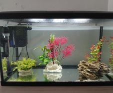 fish tank
