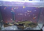 guppies