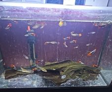 guppies