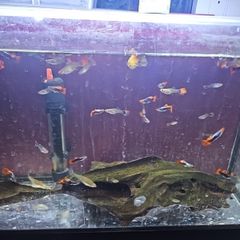 guppies