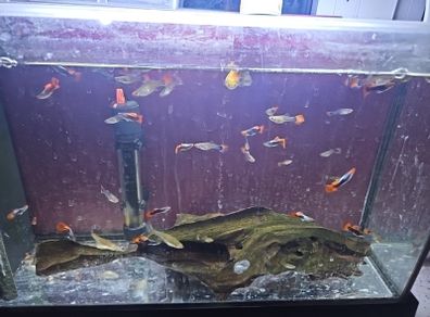 guppies