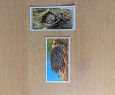 cigarette cards