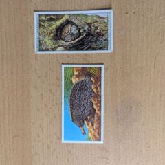cigarette cards