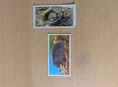 cigarette cards