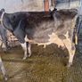 4 PBR Hol/Fr Milking Cows Image 4