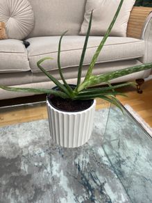 Aloe Vera plant