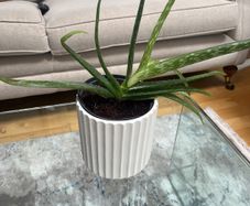 Aloe Vera plant