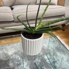 Aloe Vera plant