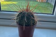 Melocactus Long-Spined Cactus