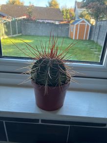 Melocactus Long-Spined Cactus