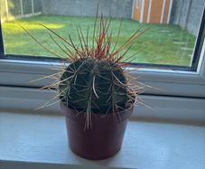 Melocactus Long-Spined Cactus