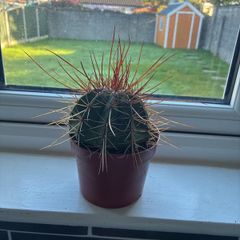 Melocactus Long-Spined Cactus