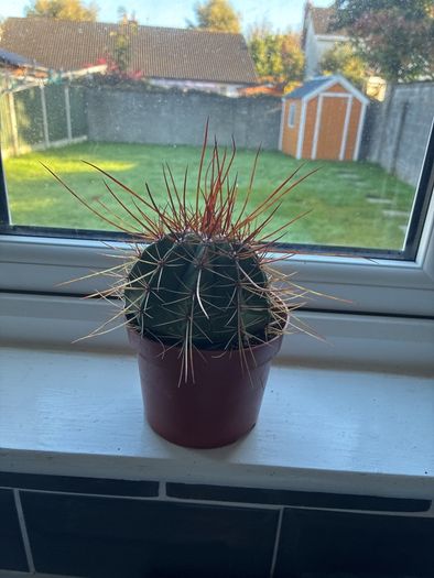 Melocactus Long-Spined Cactus