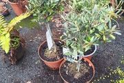 olive trees