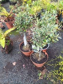 olive trees