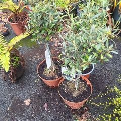 olive trees