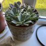 plant collection Image 9