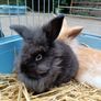 Rabbit Image 2