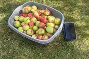 Basin of garden crab apples