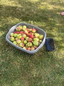 Basin of garden crab apples