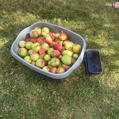 Basin of garden crab apples