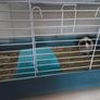 Adoption guinea pig male Image 3