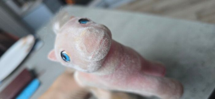 So Soft Ponies SS Satin N Lace Wedding Mail Order MO HTF Rare US MLP G1 My Little Pony