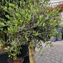 olive tree Image 6