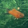 fish Image 4