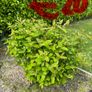 plant Image 6
