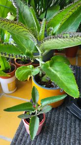 Kalanchoe Daigremontia. Mother of thousands young plant
