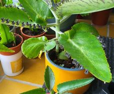 Kalanchoe Daigremontia. Mother of thousands young plant