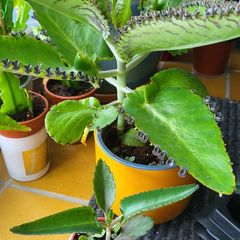 Kalanchoe Daigremontia. Mother of thousands young plant