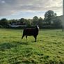 Purebred Registered Zwarble Ram Image 2
