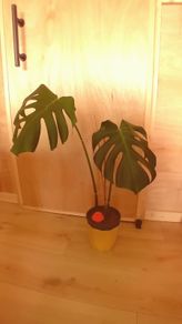 Monstera Deliciosa - Young plant
