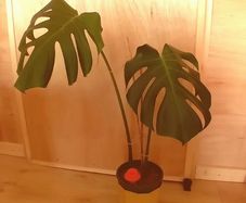 Monstera Deliciosa - Young plant