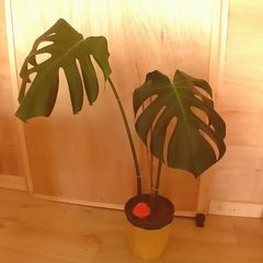 Monstera Deliciosa - Young plant