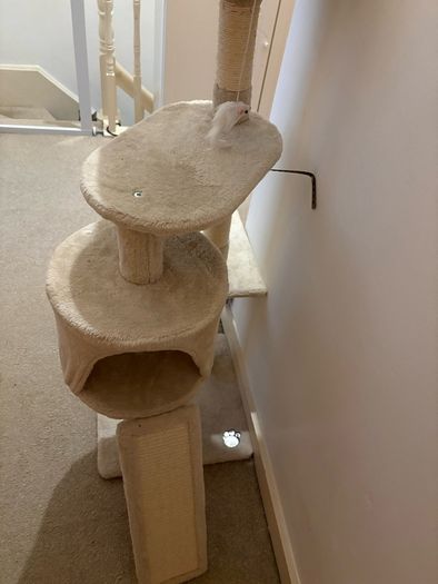 cat climbing tree