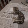 Another pair of cats Image 4