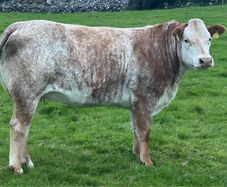 In Calf Heifers Oct 31st Ballinasloe Mart