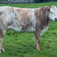 In Calf Heifers Oct 31st Ballinasloe Mart