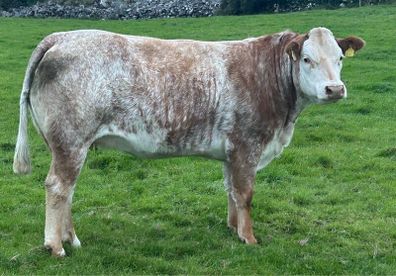 In Calf Heifers Oct 31st Ballinasloe Mart