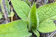 Comfrey