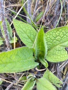 Comfrey