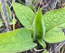 Comfrey