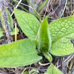Comfrey