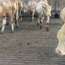 Charlaois bulls Image 6
