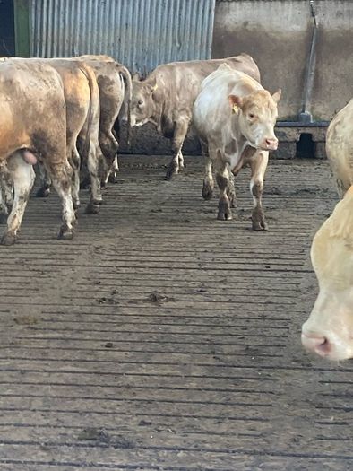 Charlaois bulls