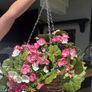 Brand new Artificial hanging basket Image 6